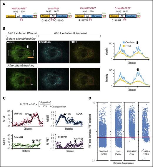Figure 3. Calcium-binding deficiency causes VWF-A2 to be unfolded within HUVECs. (A) Schematic of 4 VWF-A2-FRET proteins, with Venus/YFP and Cerulean/CFP flanking the A2-domain: wild-type VWF-A2, A2-Lock (D1493C, C1669G), R1597W, and D1498M. (B) Wild-type VWF-A2-FRET expressed in HUVECs. Venus signal was measured in first column (excitation = 520 nm; emission = 554-735 nm). Cerulean was excited at 405 nm, and its emission was measured at wavelengths that either do not overlap (em = 437-510 nm, second/Cerulean channel) or that do overlap with Venus (em = 554-735 nm, third/FRET channel). A white rectangular region was marked and fluorescence along its length was measured, in the direction of the orange arrow both for the Cerulean and FRET channels (data in fourth column). Following data capture, Venus was photobleached using a 520-nm laser in the region indicated by the red box (white asterisk). This photobleaching increased Cerulean and depressed FRET signal as shown in the rightmost panel. (C) %FRET was calculated along the length of the white region of interest based on the change in Cerulean signal pre- and postbleaching. This was calculated for all 4 constructs expressed in HUVECs. In each case, arrow indicated the region where photobleaching was performed. A total of 18% to 19% FRET was measured for wild-type and Lock proteins. Calcium-binding mutants (D1498M, R1597W) did not exhibit FRET, suggesting that the proteins are unfolded. (D) HUVECs expressing each of the 4 constructs were analyzed using flow cytometry. FRET ratio (= emitted light in Cerulean/FRET channels) was measured. As seen, the FRET ratio was lower for wild-type VWF-A2 and Lock, compared with the 2 calcium-binding mutants. Thus, R1597W and D1478A remain unfolded in HUVECs.