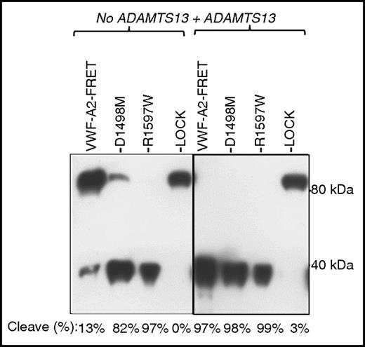 Figure 4. Intracellular cleavage of VWF calcium mutants in HUVECs. VWF-A2 FRET proteins were collected and concentrated from HUVEC culture supernatant. These proteins were either incubated in buffer with 1.6M urea alone or buffer with urea and 8 U/mL ADAMTS13 at 37°C for 4 hours. Monoclonal anti-VWF-A2-C-domain antibody (MAB2764, R&D Systems) was used for probing the western blot. Results show that R1597W is completely cleaved and D1498M is mostly cleaved, even in the absence of exogenous ADAMTS13 addition.