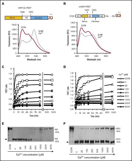 Figure 5. VWF-A2 FRET calcium dependence. (A-B) Schematic of VWF-A2 FRET and mVWF FRET proteins. Emission spectra of these FRET proteins were collected in the milieu of either 10 mM EDTA (0 mM CaCl2) or 2 mM calcium, both in the presence of 1.6M urea. VWF-A2 FRET (C) and mVWF FRET (D) were incubated with different calcium concentrations. 1.6M urea was then added to trigger time-dependent protein unfolding. Changes in FRET ratio were measured. (E-F) 0.025 U/mL ADAMTS13 was added to samples at the end of the runs in panels C and D, respectively. The proteolysis reaction proceeded for 45 minutes (E) and 16 hours (F). Reaction products were analyzed using anti-His mAb to detect the cleavage band (arrow). Proteolysis is reduced at high calcium. Thus, VWF-A2 is predominantly unfolded/open at low calcium and folded/closed at high calcium. Unfolding and proteolysis of single domain VWF-A2 proceeds more efficiently compared with the full multimeric mVWF protein.