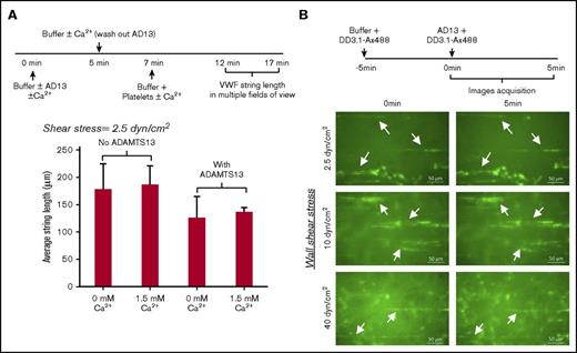 Figure 6. Low cleavage of VWF-string by ADAMTS13 in the absence of platelets at all calcium concentrations. (A) HEPES buffer sometimes containing 1 U/mL ADAMTS13, with or without 1.5 mM calcium, was perfused over stimulated HUVECs at 2.5 dyn/cm2 for 5 minutes. Following a 2-minute wash, 108 platelets/mL were introduced under identical buffer and shear conditions. VWF-string length was measured in multiple fields of view 5 minutes after platelet perfusion. VWF-string length decreased by 30% upon inclusion of ADAMTS13, although the difference was not statistically significant. (B) Alexa-488–labeled mAb DD3.1 (DD3.1-Ax488) was perfused over stimulated HUVECs for 5 minutes at indicated wall shear stress (2.5, 10, 40 dyn/cm2) before introduction of 1 U/mL ADAMTS13 for additional 5 minutes. VWF strings (stretched green lines, sometimes denoted by white arrows) were typically no different before and after ADAMTS13 perfusion. Data are from the analysis of 17 to 71 strings in each independent run in different fields of view.