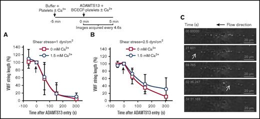 Figure 7. VWF-string cleavage in the presence of platelets is calcium-independent. (A-B) HEPES buffer containing platelets with and without 1.5 mM calcium was perfused over stimulated HUVECs for 5 minutes. 1 U/mL ADAMTS13 along with 2′,7′-Bis-(2-carboxyethyl)-5-(and-6)-carboxyfluorescein–labeled platelets was then introduced (shown by arrow at t = 0 s) in the same buffer at either 1 dyn/cm2 (A) or 2.5 dyn/cm2 (B). Percent change/decrease in VWF string length after ADAMTS13 addition was measured. No significant difference was noted between calcium and calcium-free runs. (C) Representative time course of VWF-string cleavage, marked by successive loss of platelets. White arrows indicate stretching of interplatelet distance before cleavage. Data are from 4 to 7 experiments under each condition.