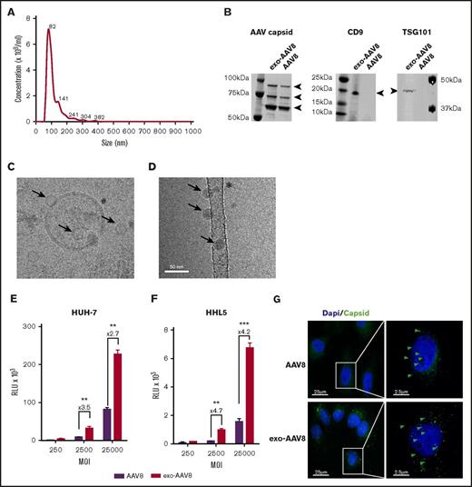 Figure 1. Characterization of exo-AAV8 vector preparations and in vitro transduction efficiency. (A) Concentration and mean particle size of an exo-AAV8 vector expressing luciferase. Representative plot generated from the average of three 90-second videos. (B) Western blot for the AAV8 capsid proteins VP1, VP2, and VP3, and for the exosomal markers TSG101 and CD9. (C-D) Cryo-transmission electron microscopy of exo-AAV8 (C) and standard AAV8 (D) vectors. Arrows indicate AAV particles; #, membrane of the exosome with the characteristic lipid bilayer; *, carbon support film. (E-F) In vitro transduction of HUH-7 and HHL5 liver cell lines. Analysis performed 24 hours posttransduction. Data are shown as mean of 3 independent experiments ± standard error of the mean (SEM). **P < .01; ***P < .001; unpaired Student t test. (G) HUH-7 cells transduced with exo- or standard vectors at an MOI of 25 000 and stained with the ADK8/9 antibody (intact AAV particles, in green; Alexa-Fluor 488) 1 hour postinfection. Green arrows show representative positive signal for AAV particles. Dapi, 4′,6-diamidino-2-phenylindole; MW, molecular weight marker; RLU, relative light unit.