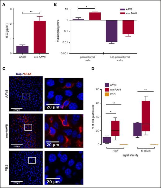 Figure 3. Analysis of hepatocyte targeting with exo-AAV vectors. Male C57BL/6 mice (n = 5) injected IV with 109 vg per mouse of exo- or standard AAV8- hF.IX vectors. (A) Plasma levels of hF.IX measured by ELISA 14 days posttreatment. (B) VGCN per diploid genome in parenchymal and nonparenchymal cells isolated 14 days posttreatment. (C) Immunostaining for hF.IX in livers from mice treated with standard (top) or exo-AAV8 (middle) vectors, or phosphate-buffered saline (PBS; bottom) performed 14 days posttreatment. hF.IX is shown in red and nuclear staining (Dapi) in blue. Representative sections were acquired at a magnification of ×20 (insets at ×300). (D) hF.IX quantification after staining in liver. Analysis was performed using the Cellprofiler software and the percentage of positive hepatocytes was determined based on high (200-5000 arbitrary units), or medium (130-199 arbitrary units) signal intensity. Background signal (1-129 arbitrary units) was not calculated. Data are shown as mean ± SEM (for details of analysis, see supplemental Methods). For hF.IX plasma levels and VGCN, statistical significance was determined with the Mann-Whitney U test; for signal intensity, a 1-way ANOVA was used to determine statistical significance; for VGCN, an unpaired Student t test was used. *P < .05; **P < .05.
