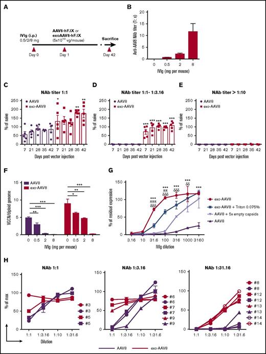 Figure 6. Protection from anti-capsid NAbs mediated by exo-AAV vectors. (A) Protocol outline. Naive male C57BL/6 mice (n = 5) were passively immunized with intraperitoneal (i.p.) injection of human IVIg at a dose of 0.5 mg, 2 mg, or 8 mg per mouse. Twenty-four hours later, animals received 5 × 1010 vg of exo- or standard AAV8-hF.IX vectors. (B) Anti-AAV8 NAb titer measured before vector administration (C-E) Plasma hF.IX levels over time assessed by ELISA in mice immunized with 0.5 mg (C), 2 mg (D), or 8 mg (E) of IVIg. hF.IX levels are reported as percentage of hF.IX levels in naive mice following gene transfer with standard AAV8-hF.IX vector. The symbols represent individual animals and the bars represent the mean ± SEM. *P < .05; **P < .01; ***P < .001; 2-way ANOVA with Bonferroni posttest. (F) VGCN per diploid genome in liver collected at euthanization from the animals in panels C-E and in naive controls. Data are shown as mean ± SEM. *P < .05; **P < .01; ***P < .001; 1-way ANOVA with Bonferroni posttest. (G) NAb assay performed at increasing IVIg dilutions with exo-AAV8 or exo-AAV8 vectors after treatment with 0.075% Triton-X-100, and standard AAV8 vectors alone or formulated in an excess of fivefold empty capsids. exo-AAV8 vectors were retitered after Triton treatment together with all other vectors used in the experiment. Shown are mean ± standard deviation of 2 independent experiments. ***P < .001; exo-AAV8 vs AAV8 vectors. πππP < .001; ππP < .01; exo-AAV8 vs exo-AAV8 after treatment with 0.075% Triton-X-100. δδδP < .001; δδP < .01; exo-AAV8 vs standard AAV8 vector formulated in an excess of fivefold empty capsids. Two-way ANOVA with Bonferroni posttest. (H) NAb assay performed with individual sera from healthy donors carry low (1:1), mid (1:3.16), or high (1:31.6) at increasing dilutions. Results are shown as percentage of max expression control (no inhibition). Each line represents a single donor.
