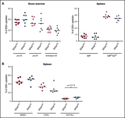 Figure 4. Cell populations in transgenic mice before leukemia onset. (A) Spleen and bone marrow cells from 2-month-old transgenic mice (n = 6 to 7 for each genotype) were analyzed by flow cytometry for pro-B (B220+CD43+IgM–), pre-B (B220+CD43–IgM–), immature B (B220+CD43–IgM+), and mature B (splenic IgMlowIgDhi) cells. Differences between groups were not significant. (B) Spleen cells from 2-month-old BRAFWT or BRAFVE TCL1 transgenic mice (n = 6 per genotype) were analyzed by flow cytometry for B-, T-, and myeloid cell populations. BRAFVE×TCL1 mice showed a minor but significant increase in myeloid (CD11b+) cells before the onset of leukemia and trends toward increased B (B220+) and decreased T (CD3+) cells. The horizontal bars represent the median.