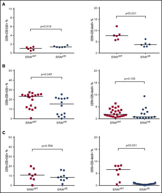 Figure 5. Effect of BRAFV600E on cell proliferation and apoptosis in vivo. (A) Proliferation (EdU incorporation) and apoptosis (annexin-V binding) were analyzed by flow cytometry in normal B cells (CD5–CD19+) from the spleens of preleukemic transgenic mice (∼2 months old; n = 6 for both BRAFWT×TCL1 and BRAFVE×TCL1). (B) The same experiment was conducted using healthy mice engrafted with leukemia cells pooled from 3 leukemic donor animals after the onset of leukemia (>10% CD19+CD5+ cells in peripheral blood of the CD45+ population) (n = 18 for BRAFWT×TCL1 EdU and n = 24 for annexin-V; n = 14 BRAFVE×TCL1 for both EdU and annexin). (C) The experiment in (B) was repeated using single donors for each genotype (EdU: n = 8 for BRAFWT×TCL1 and n = 9 for BRAFVE×TCL1; annexin-V: n = 8 for BRAFWT×TCL1 and n = 19 for BRAFVE×TCL1). The horizontal bars represent the median.