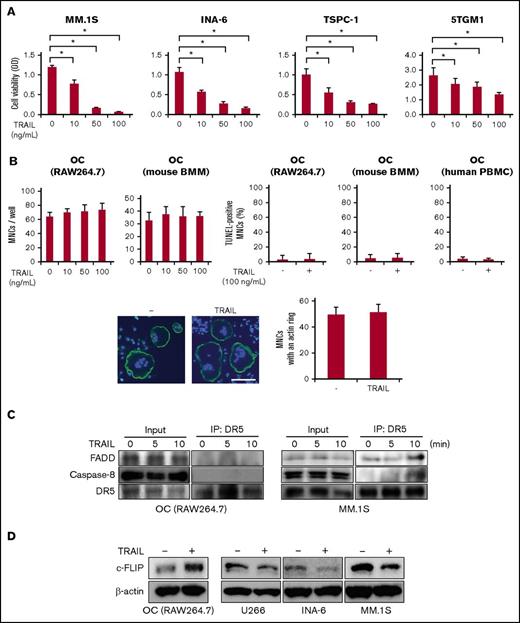 Figure 2. TRAIL induces cell death in MM cells but not in OCs. (A) Human MM cell lines, MM.1S, INA-6, and TSPC-1, and murine 5TGM1 MM cell line were treated in triplicate with the indicated concentrations of TRAIL for 48 hours. Cell viability was determined by WST-8 assay. Data were expressed as mean ± standard deviation (SD). *P < .05. (B) To generate mature OCs, RAW264.7 cells were cultured for 4 days with sRANKL at 50 ng/mL, BMMs for 7 days with a combination of M-CSF (20 ng/mL) and sRANKL (50 ng/mL), and human PBMCs for 14 days in the presence of M-CSF (10 ng/mL) and sRANKL (50 ng/mL). Mature OCs from RAW264.7, mouse BMMs, and human PBMCs were treated in triplicate with the indicated concentrations of TRAIL for 48 hours. Representative results are shown. The numbers of TRAP-positive MNCs were counted (upper, left). Cell viability was also determined by TUNEL assay (upper, right). Data were expressed as mean ± SD. The experiment was performed by 3 independent experiments with triplicate. Mature OCs from RAW264.7 cells were treated with TRAIL (500 ng/mL) for 48 hours, and F-actin and nuclei were stained with phalloidin (green) and 4’,6-diamino-2-phenylindole (blue), respectively (lower, left). Samples were visualized with a fluorescence microscope (BX50, Olympus). Original magnification ×100. Bar represents 100 μm. MNCs with an intact actin ring were counted (lower, right). (C) Mature OCs from RAW264.7 cells and MM.1S were starved with 1% FBS for 24 hours, and then incubated with TRAIL at 100 ng/mL for the indicated periods. For immunoprecipitation, cell lysates were collected and an equal amount of each protein lysate was incubated with anti-DR5 antibody. DISC formation was analyzed by western blotting with anti-FADD, anti-caspase-8, and anti-DR5 antibodies. (D) Mature OCs from RAW264.7 cells and the indicated MM cell lines were treated with TRAIL at 100 ng/mL for 48 hours. The protein levels of c-FLIP were analyzed by western blotting. β-actin was used as a protein loading control.