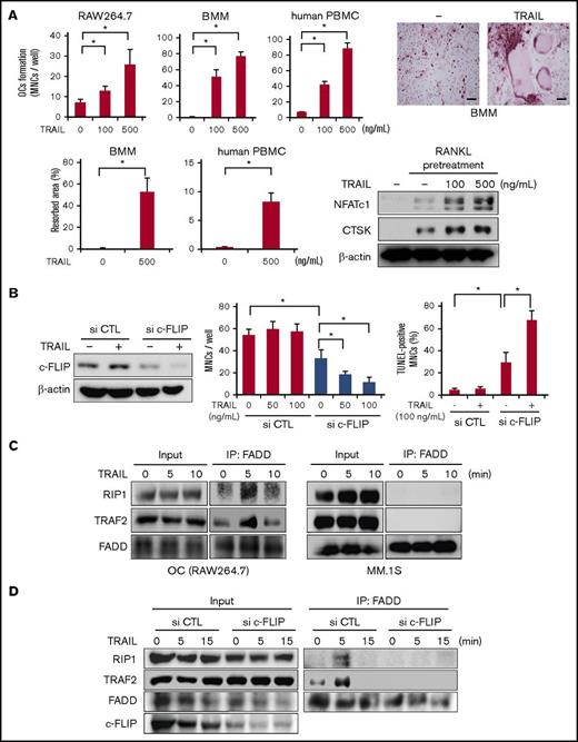 Figure 3. c-FLIP knockdown impairs osteoclastogenesis and resumes TRAIL-induced apoptosis in mature OCs. (A) RAW264.7 cells were pretreated with sRANKL (50 ng/mL) for 48 hours, mouse BMMs were pretreated with M-CSF (20 ng/mL) and sRANKL (50 ng/mL) for 48 hours, and human PBMCs were pretreated in quadruplicate with M-CSF (10 ng/mL) and sRANKL (50 ng/mL) for 4 days. After the pretreatment, the media were changed, and TRAIL was added at the indicated concentrations. RAW264.7 cells, mouse BMMs, and human PBMCs were further cultured for 4, 7, and 14 days, respectively. The numbers of TRAP-positive MNCs were counted. Data were expressed as mean ± SD. *P < .05. The representative photos of TRAP staining are shown. Bars represent 100 μm. Original magnification ×100. Bone resorption activity was also analyzed using Osteo assay plates. Resorption area was visualized by von Kossa staining, and observed using a light microscope (BX50, Olympus). The results were expressed as % area of bone resorption. The cell lysates were collected, and NFATc1 and CTSK were analyzed by western blotting. β-actin served as a loading control. (B) c-FLIP siRNA or control siRNA was transfected into RAW264.7 cells. After the transfection, the cells were treated with sRANKL (50 ng/mL) for 4 days. The cells were then washed and treated with the indicated concentrations of TRAIL for 48 hours. The protein levels of c-FLIP were analyzed by western blotting (left). β-actin was used as a protein loading control. The numbers of TRAP-positive MNCs were counted. To identify apoptotic cells, the cells were stained with TUNEL staining. The TUNEL-positive multinuclear cells were counted. Data were expressed as mean ± SD. *P < .05. (C) Mature OCs from RAW264.7 cells and MM.1S cells were starved with 1% FBS for 24 hours and then incubated with TRAIL at 100 ng/mL for the indicated time periods. The cell lysates were collected and an equal amount of each protein lysate was incubated with anti-FADD antibody. Complex II formation was analyzed by western blotting with anti-RIP1, anti-TRAF2, and anti-FADD antibodies. (D) RAW264.7 cells transfected either c-FLIP or control siRNA were treated with sRANKL (50 ng/mL) for 48 hours. The cells were then washed and treated with at 100 ng/mL for the indicated time periods. The complex II formation was analyzed.