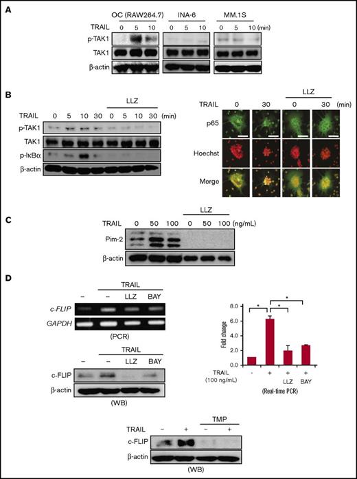 Figure 4. TRAIL activates TAK1/NF-κB signaling in OCs. (A) Mature OCs from RAW264.7 cells and human MM cell lines, MM.1S and INA-6, were starved with 1% FBS for 24 hours and then incubated with TRAIL at 100 ng/mL for the indicated time periods. The expression of phosphorylated TAK1 (p-TAK1) and TAK1 was detected by western blotting. β-actin was used as a protein loading control. (B) Mature OCs from RAW264.7 cells were starved with 1% FBS for 24 hours and then incubated with or without the TAK1 inhibitor LLZ1640-2 (LLZ) at 300 nM, followed by the addition of TRAIL at 100 ng/mL for the indicated time periods. The expression of p-TAK1, TAK1, and phosphorylated IκBα (p-IκBα) was detected by western blotting (left). β-actin was used as a protein loading control. To observe p65 localization, the cells were fixed and stained with anti-p65 antibody (green), and their nuclei were stained with Hoechst 33342 (red). These images are taken by wide field-of-view fluorescence microscope (BX50, Olympus). Bar represents 100 μm. (C) Mature OCs from RAW264.7 cells were cultured in the presence or absence of LLZ at 300 nM for 48 hours. TRAIL was added as indicated. The protein levels of Pim-2 were analyzed by western blotting. β-actin was used as a protein loading control. (D) Mature OCs from RAW264.7 cells were cultured in the presence or absence of TRAIL (100 ng/mL) for 6 and 24 hours to perform RT-PCR and western blotting, respectively. LLZ at 300 nM and BAY11-7085 at 20 nM (upper), and the Sp1 inhibitor TMP at 100 μM (lower) were added as indicated. c-FLIP expression was analyzed. c-FLIP mRNA expression was also analyzed by real-time PCR. The results are expressed using Δ-Δ Ct method. GAPDH and β-actin served as loading controls, respectively.