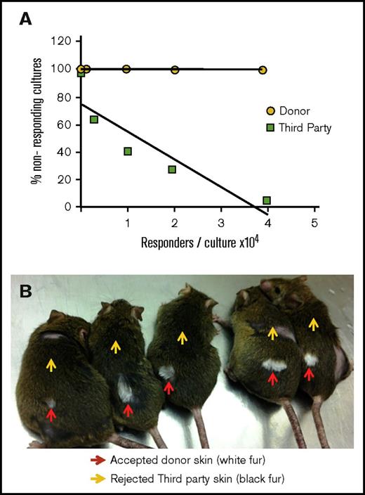Figure 3. Tolerance induction of allogeneic TCD donor BM following transplantation of megadose BM and PTCY. (A) Limiting dilution analysis of CTL-p performed against donor (yellow) or third-party (green) splenocytes. A typical experiment assessing 1 chimeric mouse out of 3 tested is shown. (B) Acceptance of donor-type (BALB/c, white fur, red arrows) skin implanted at 7 months after BM transplantation, with rejection of third-party grafts (C57BL/6, black fur, yellow arrows).