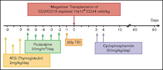 Figure 4. Scheme summarizing the haploidentical transplantation protocol combining megadose TCD HSCT and high-dose PTCY in high-risk MM patients. ATG, antithymocyte globulin.