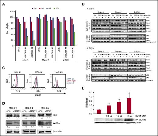 Figure 2. Analysis of ROR1 silencing in MCL cell lines and primary samples. (A) Cell-viability counts of shRNA-expressing MCL cells plus or minus DOX for the indicated time (days). The percentage of viable cells was normalized to (−) DOX for each time point. Data are representative of 3 independent experiments. (B) Immunoblot analysis of shRNA-expressing cell lysates (cytoplasmic and nuclear) plus or minus DOX for 4 and 7 days. (C) Analysis of ROR1 expression by flow cytometry after siRNA nucleofection of primary MCL cells. (D) Immunoblot analysis of NF-κB p65 and Wnt5a levels in primary cell lysates. Quantifications shown for NF-κB p65 and Wnt5a protein levels were normalized to β-tubulin levels and compared with siCtr for each sample. (E) Luciferase activity (fold induction) of Mino cells cotransfected with ROR1-HA and NF-κB p65 reporter plasmids for 24 hours. Anti-HA immunoblotting shows ROR1 protein levels. Error bars represent mean plus or minus SD of triplicates. Statistical significances compared with sample without ROR1-HA transfection were calculated by a 2-tailed paired Student t test; *P < .05. Ctr, control; HA, hemagglutinin; PE, phycoerythrin.