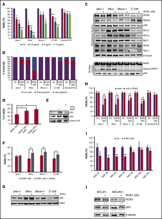 Figure 3. NF-κB activation modulates ROR1-targeted treatments in MCL cell lines and primary samples. (A) Percentage of viable cells (compared with control) after 48-hour incubation with different concentrations of ROR1 2A2 mAb as indicated. Error bars represent mean plus or minus SD of triplicates. (B) Percentage of AnnexinV/PI+ cells (early and late apoptosis) and negative (live cells) after 48-hour incubation with 10 µg/mL ROR1 2A2. Data are representative of 3 independent experiments. (C) Immunoblot analysis of cytoplasmic and nuclear cell lysates of MCL cell lines plus or minus 5 µg/mL ROR1 2A2 mAb for 24 hours. (D) Percentage of viable Mino cells (compared with untreated control) pretreated or not with recombinant TNF-α (100 ng/mL) or BAFF (500 ng/mL) followed by ROR1 2A2 mAb (5 µg/mL) for 48 hours. Error bars represent mean plus or minus SD of triplicates. (E) Immunoblot analysis of NF-κB p65 and p52 levels in nuclear cell lysates of Mino cells treated as in panel D. (F) Percentage of viable cells (compared with untreated control) pretreated or not with recombinant Wnt5a (200 ng/mL) followed by ROR1 2A2 mAb (5 µg/mL) for 48 hours. Error bars represent mean plus or minus SD of triplicates. (G) Immunoblot analysis of NF-κB p65 levels in nuclear cell lysates of MCL cells treated as in panel F. (H) Percentage of viable cells (compared with untreated control) cultured alone or in coculture with L-CD40L fibroblasts plus or minus ROR1 2A2 mAb (5 µg/mL for Jeko-1 and Mino, 7.5 µg/mL for other cell lines) for 48 hours. Error bars represent mean plus or minus SD of triplicates. (I) Percentage of viable cells (compared with untreated control) of primary cells cocultured with L-CD40L fibroblasts and the cytokines cocktail plus or minus 5 µg/mL ROR1 2A2 mAb for 24 hours. Error bars represent mean plus or minus SD of triplicates. (J) Immunoblot analysis of ROR1 and NF-κB p65 levels in primary cell lysates. Cells were treated with 5 µg/mL ROR1 2A2 mAb for 24 hours. Quantifications shown for ROR1 and NF-κB p65 protein levels were normalized to β-tubulin levels and compared with untreated control for each sample. Statistical significances: *P < .05, **P < .01, ***P < .001, calculated by a 2-tailed paired Student t test.