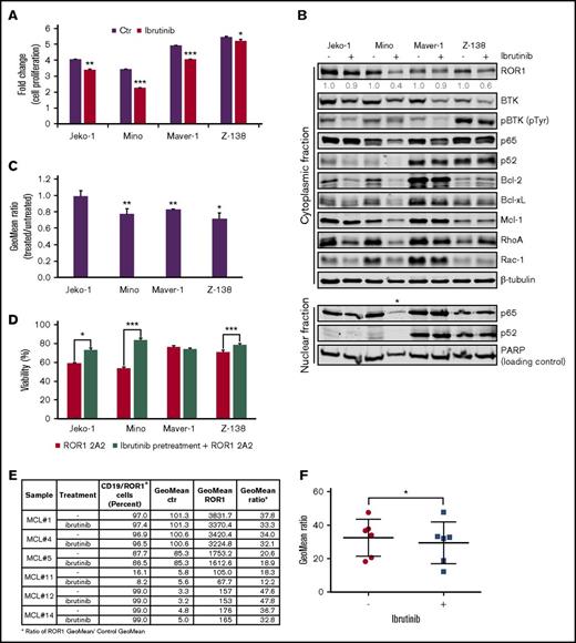 Figure 5. BCR inhibition by ibrutinib downregulates ROR1 levels and impairs ROR1-targeted therapies. (A) Effect of ibrutinib (1 µM) treatment on MCL cell line proliferation after 3 days. Fold change is compared with starting cell count. Error bars represent mean plus or minus SD of triplicates. (B) Immunoblot analysis of cytoplasmic and nuclear cell lysates of MCL cell lines plus or minus 1 µM ibrutinib for 3 days. *Loss of protein in ibrutinib-treated Mino nuclear cell lysates. Quantifications shown for ROR1 protein levels were normalized to β-tubulin levels and compared with untreated control for each cell line. (C) Flow cytometry analysis of ROR1 levels (in live cells) after 0.5 µM (Jeko-1 and Mino) or 1 µM (Maver-1 and Z-138) ibrutinib for 3 days compared with untreated sample. (D) Percentage of viable cells (compared with sample without mAb) left untreated or pretreated with ibrutinib (1 µM) for 3 days followed by ROR1 2A2 mAb (5 µg/mL) for 48 hours. Error bars represent mean plus or minus SD of triplicates. (E) Table summary of ROR1 levels as measured by flow cytometry in live cells of primary samples untreated or treated ex vivo with ibrutinib (1 µM for 48 hours). (F) Comparison of ROR1 expression in MCL samples from panel E plus or minus ibrutinib. Statistical significances: *P < .05, **P < .01, ***P < .001, calculated by a 2-tailed paired Student t test.