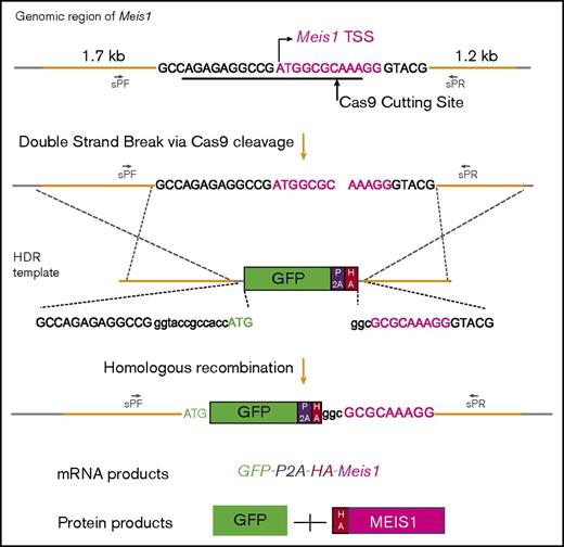 Figure 1. Illustration of strategy in generating C57BL/6N-Meis1em1Bcca mice. HDR, homology directed repair.