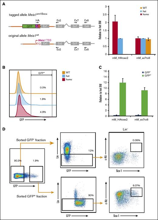 Figure 2. GFP level reflects endogenous Meis1 expression. (A) Expression of total BM cells from the Meis1em1Bcca allele is well correlated with the expression from the WT Meis1wt allele at the Meis1 locus using RT-qPCR analysis with primers located at exons 7 to 8 (mM_ex7to8), whereas the tagged allele-specific expression detected through the primer set located at the HA epitope to exon 2 (mM_HAtoex2) can be only detected in C57BL/6N-Meis1em1Bcca mice. (B) Flow cytometric analysis of adult total BM cells from C57BL/6N-Meis1em1Bcca strain displays a distinct GFP population compared with the cells from WT mice. (C) Sorted GFP+ BM cells from heterozygous mice express a higher level whereas GFP− cells express a relatively low level of Meis1 mRNA. (D) Sorted GFP+ BM cells from heterozygous mice express a low level of lineage markers while containing a high percentage of the HSC-enriched LSK population. het, heterozygous; homo, homozygous; Lin−, lineage-negative.