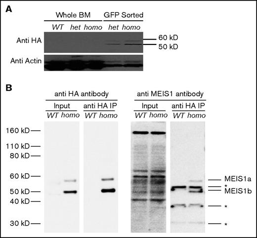 Figure 3. HA epitope detects Meis1 protein expression. (A) HA epitope–tagged MEIS1 protein is detectable in sorted GFP+ BM cells from C57BL/6N-Meis1em1Bcca mice. (B) An IP for HA-tagged MEIS1 using mouse anti-HA beads with Lin−-enriched BM cells from a homozygous C57BL/6N-Meis1em1Bcca mouse can be detected by a rabbit anti-HA antibody as well as an anti-MEIS1 antibody.