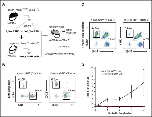 Figure 5. Sorting for GFP of BM cells from the Meis1em1Bcca/Meis1wt mice efficiently enriches long-term engrafting cells and hematopoietic progenitor cells. (A) Experimental design. Cells (5000 GFP+ or 200 000 GFP−) from the Meis1em1Bcca/Meis1wt mice (CD45.2) were transplanted into lethally irradiated recipients (CD45.1 × CD45.2) together with 200 000 competitor BM cells (CD45.1). (B) Flow cytometric analysis of the cell mixture before injection (CD45.2 marks cells from Meis1em1Bcca/Meis1wt mice and CD45.1 marks cells from control mice). (C) A representative flow cytometric plot of percentages of donor-derived cells in recipient mouse PB 4 weeks posttransplantation. (D) PB donor chimerism during 4-month engraftment (N = 6). The percentage of donor-derived cells from sorted GFP+ cells, from Meis1em1Bcca/Meis1wt mice (CD45.2) vs competitor control cells (CD45.1) increases dramatically over the 4 months, where the sorted GFP− cells are barely engrafted.
