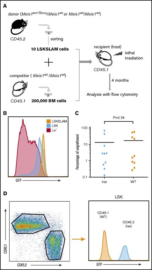 Figure 6. Tagging does not influence the engraftment ability of HSC-enriched LSKSLAM cells. (A) Strategy of 10 LSKSLAM cell transplantation competition assay. Ten LSKSLAM cells from the Meis1em1Bcca/Meis1wt mice or the control mice (both are CD45.2) were transplanted together with 200 000 congenic BM cells (CD45.1) into lethally irradiated recipients (CD45.1). (B) Flow cytometric analysis from adult Meis1em1Bcca/Meis1wt BM indicating LSKSLAM cells have even higher GFP expression compared with the LSK population. (C) Percentages of donor-derived cells (CD45.2) in PB after 16 weeks of transplantation (P = .74; n = 10) suggest no significant difference in engraftment of Meis1em1Bcca/Meis1wt mouse BM cells vs WT mouse cells. (D) Flow cytometric analysis of the LSK population in recipient mouse BM at the time of euthanization (20 weeks after transplantation) demonstrates that the LSK cells from the Meis1em1Bcca/Meis1wt donor-derived cells remain GFP+.
