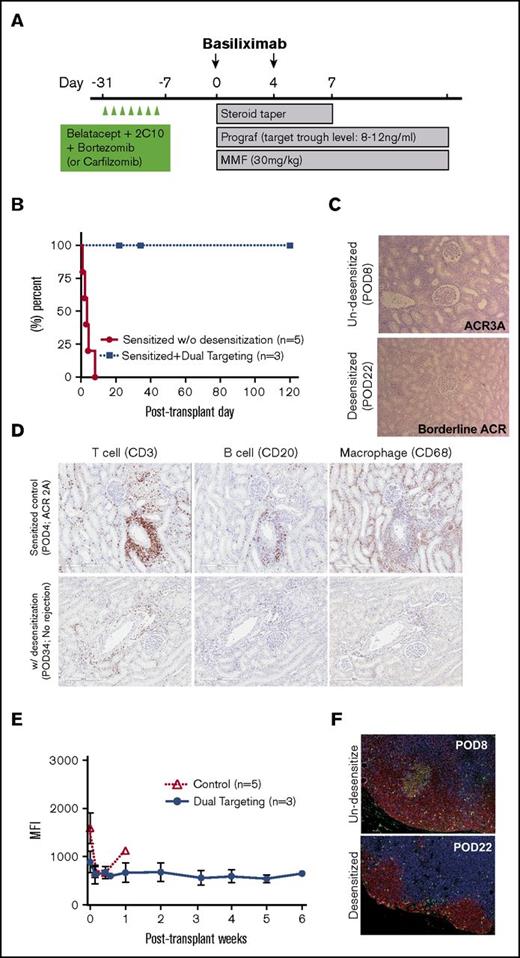 Figure 2. The effect of dual targeting with proteasome inhibitor and CoB on renal allograft survival, posttransplant humoral and memory T cell responses in sensitized NHPs. (A) Timing and dosing of desensitization and immunosuppressive regimen with kidney transplantation in the sensitized NHPs. (B) Death censored graft survival shown in days by treatment group. P values were determined by log-rank test comparing sensitized NHPs receiving dual targeting therapy vs without desensitization. NHPs with desensitization had significantly prolonged rejection-free survival compared with sensitized controls without desensitization. (C) Renal allograft histologic examination of necropsy specimens (hematoxylin and eosin) from a control and desensitized macaque. Original magnification ×100. (D) Representative immunohistochemistry for T cells (CD3+), B cells (CD20+) and macrophages (CD68+) of necropsy specimens from controls vs desensitized NHPs. Scanned images were magnified (×10) from the original whole-slide scans. (E) Post–renal transplant serum DSA level from controls vs desensitized NHPs. Values represent mean ± SD and are representative of all separate experiments. (F) Representative post–renal transplant GC response in the LNs from controls vs desensitized NHPs as shown by immunofluorescence for CD3 (blue), CD20 (red), and Ki67 (green). Original magnification ×200. Data represent the mean ± SD of 3 monkeys treated with dual targeting treatment.