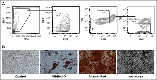 Figure 1. Characterization of human MSCs. hMSCs were isolated from remnants of bone marrow transplant bags and cultured in DMEM with 10% FCS. Upon confluence, the cells were harvested and stained with antihuman CD11b to exclude the population that was positive for this marker. The remaining cells were sorted as positive for CD90, CD73, and CD44, and negative for CD45 (A) and cultured to confluence. The pluripotency of MSCs was determined by adipogenic and osteogenic differentiation assays using ADM and ODM, respectively. Fourteen days later, Oil-Red-O staining was performed for lipid droplets, and Alizarin red staining was performed for calcium deposition. Replicates of cells, grown in ODM, were also subjected to von Kossa staining on day 21 for mineralization. Original magnification ×100 (B).