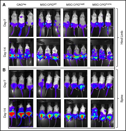 Figure 3. Noninvasive bioluminescence imaging as a measure of therapeutic potential of OPG variants as compared with WT OPG. Groups of SCID mice were challenged with 5 × 105 CAGHep cells via tail vein followed by noninvasive imaging for establishment of tumor cells around day 14. Cohorts of mice were then left untreated or administered with hMSCs modified to express WT OPG (OPGwt), or OPG variants: OPGY49R/OPGF107A. Tumor growth following therapy was monitored by noninvasive imaging on day 7 (day 21 after tumor challenge), and day 14 (day 28 after tumor challenge) after initiation of therapy.
