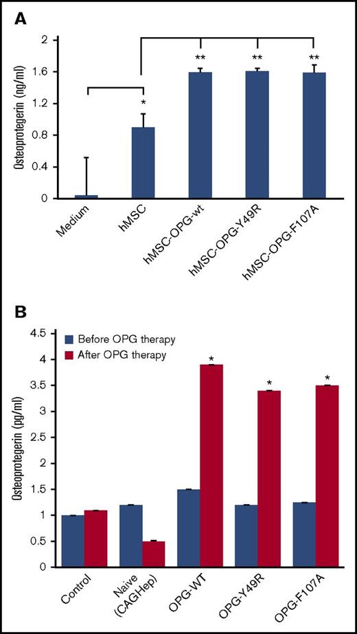 Figure 6. ELISA for OPG levels. Forty-eight hours after transduction of hMSCs with AAV-OPGwt or AAV-OPGY49R or AAV-OPGF107A culture, supernatants were analyzed by ELISA for OPG levels using a commercial kit (A). OPG levels were also quantitated in mouse serum following therapy. Blood samples were obtained from untreated and hMSC-OPG–treated mice both prior to initiating hMSC therapy and 14 days after the treatment and similarly analyzed by ELISA for OPG levels (B). Data presented are mean ± standard error from triplicate experiments (*P < .05; **P < .01).