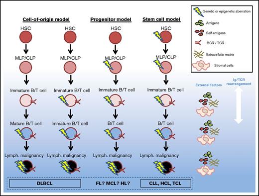 Figure 2. Proposed models of genetic defect origin in mature lymphoid disease. The origin of mature lymphoid malignancies is disputed; this figure represents proposed models of evolution of the malignant clones. An increasing amount of evidence points to that at least some of the mature lymphoid malignancies (CLL, HCL, and TCL) carry genetic defects inherited from HSCs. Whether this is true for all lymphoid malignancies, or if some defects originate from mature B/T cells or CLPs, is not fully elucidated. MLP, multilymphoid progenitor.