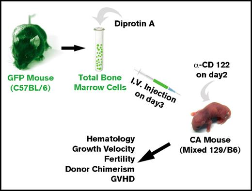 Figure 2. Method for allogeneic BMT of humanized CA mice in the absence of cytoreductive conditioning. Donor total BMCs from GFP transgenic mice were treated with Diprotin A and injected intravenously into 3-day-old humanized CA recipients that received a single injection of anti-CD122 antibody on day 2 after birth. Transplanted CA mice were analyzed across time for rescue from lethal anemia, hematology, growth velocity, fertility, hematopoietic chimerism, and GVHD.