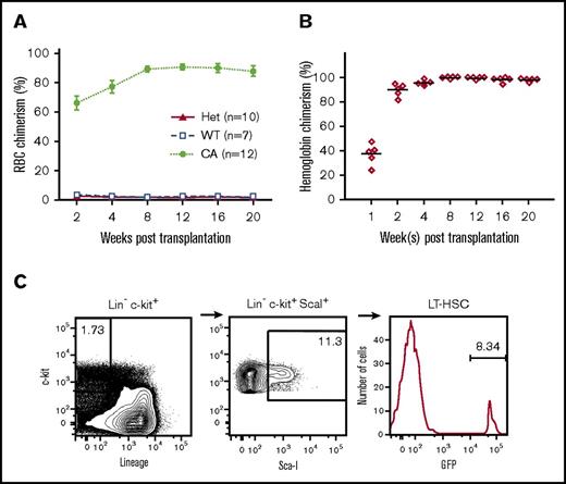 Figure 3. Stable hematopoietic chimerism established in transplanted CA mice in the absence of cytoreductive conditioning. (A) The percentage of donor GFP+ RBCs in peripheral blood was measured across time. Stable donor RBC chimerism levels at approximately 90% were maintained from 8 to 20 weeks after transplantation in CA mice compared with levels of less than 5% in wild-type (WT = α2α1/α2α1, +/+) and heterozygous (Het = α2α1/α2α1, γHPFHβ0/+) littermate control mice. (B) Donor hemoglobin levels measured across time in CA mice after transplantation. Donor mouse β-globin and recipient human γ-globin chain levels were measured in peripheral blood hemolysates by HPLC. Stable donor-derived globin chain levels greater than 95% of total globin chains were achieved by 8 weeks after transplantation. (C) HSPCs were detected in the bone marrow of CA mice 20 weeks after transplantation. Recipient CA mice were euthanized 20 weeks after transplantation and their BMCs analyzed by flow cytometry after staining with fluorescently labeled antibodies that recognize c-kit+, ScaI+, and a cocktail of lineage (Lin) antigens. Donor HSPCs were determined by the percentage of GFP+ cells in the Lin–c-kit+ScaI+ population. Relatively low levels of donor HSPCs (range, 0.5%‐15.7%) resulted in high-donor RBC chimerism and rescue from lethal anemia.