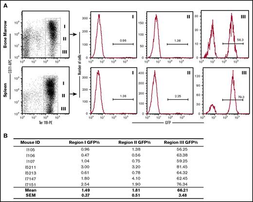 Figure 5. Donor-derived erythroid cells have a selective advantage over endogenous CA erythroid cells. (A) GFP+ donor erythroid cells were quantified by flow cytometry in the bone marrow and spleen of several CA recipients 2 to 3 months after transplantation. Cells were stained with fluorescently labeled antibodies that recognize the transferrin receptor (CD71) and the erythroid-specific antigen Ter119. Ter119+ erythroid cells were grouped into CD71 high (Region I), low (Region II), and negative (Region III) populations. The donor-derived erythroid cells in each region were determined by the percentage of GFP+ cells in the histograms to the right. Although donor-derived erythroid cells were only a small fraction of the early erythroblasts in Regions I and II, they represent the majority of late erythroblast and enucleated RBCs in Region III. (B) Low-donor chimerism in early erythroblasts (Regions I and II) and simultaneous high-donor chimerism in late erythroid cells (Region III) was consistent in all of the transplanted animals that were analyzed.