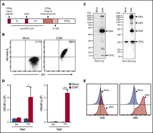 Figure 2. Design, expression, and signaling of the anti-CD7 CAR. (A) Schema of the anti-CD7–41BB-CD3ζ construct. (B) Flow cytometric analysis of Jurkat cells transduced with either GFP alone (Mock) or GFP plus anti-CD7 CAR. Dot plots illustrate GFP fluorescence, and CAR expression after staining with biotin-conjugated goat anti-mouse F(ab′)2 antibody and streptavidin-APC (Jackson ImmunoResearch Laboratories). (C) Western blot analysis of CAR expression in Jurkat cells. Cell lysates of mock- and CAR-transduced Jurkat cells were separated on a 10% polyacrylamide gel under reducing or nonreducing conditions. The blotted membrane was probed with mouse anti-human CD3ζ antibody (8D3; BD Biosciences) and goat anti-mouse immunoglobulin G conjugated to horseradish peroxidase (R&D Systems). Antibody binding was revealed with Clarity Western ECL Substrate (Bio-Rad). (D) Anti-CD7 CAR induces expression of activation markers on ligation. Bars show the mean (± SD) of CD25 and CD69 MFI in CAR- and mock-transduced Jurkat cells after 24 hours with or without CD7+ MOLT-4 cells. P values by Student t test are shown for significant differences (*P = .016; ***P < .001). (E) Representative flow cytometric histograms of the experiments shown in panel D.