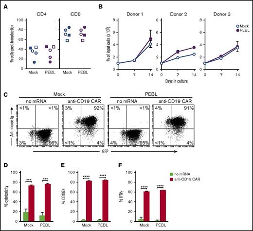 Figure 4. CD7 downregulation by PEBL does not alter T-cell phenotype, proliferation, and functionality. (A) The percentage of CD4 and CD8 cells 7 to 14 days after retroviral transduction with either anti-CD7 PEBL or GFP alone (Mock). Each symbol corresponds to a different T-cell donor. (B) The growth rate of PEBL- and mock-transduced T cells (from 3 donors) maintained with 200 IU/mL IL-2 for 14 days. Symbols represent the mean (± SD) of triplicate measurements. (C) PEBL- and mock-transduced T cells were electroporated with either anti-CD19–41BB-CD3ζ CAR mRNA or no mRNA. Flow cytometric dot plots illustrate GFP and CAR expression 12 hours after electroporation. CAR was detected with biotin-conjugated goat anti-mouse F(ab′)2 antibody and streptavidin-APC (Jackson ImmunoResearch Laboratories). (D) Cytotoxicity of PEBL- or mock-transduced T cells, electroporated with or without anti-CD19 CAR mRNA, against CD19+ ALL cells (OP-1). Bars show the mean (± SD) of 4-hour cytotoxicity at a 1:1 E:T ratio. (E) CD107a expression in T cells from experiments identical to those described in panel D. (F) IFN-γ production in PEBL- or mock-transduced T cells, electroporated with or without anti-CD19 CAR mRNA, and cocultured with OP-1 for 6 hours at an E:T ratio of 1:1. Bars represent the mean (± SD) of triplicate experiments. ***P < .001; ****P < .0001.