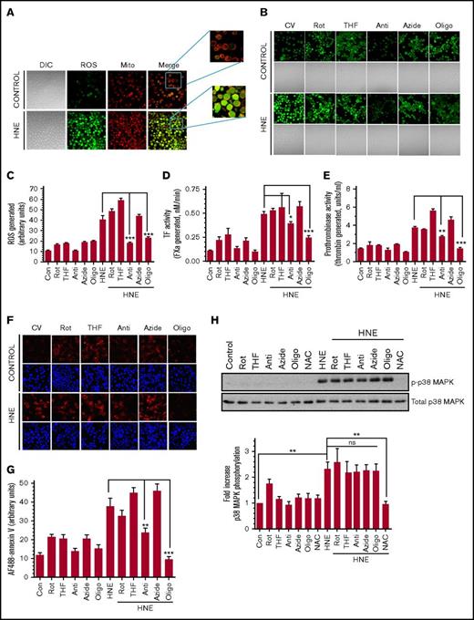 Figure 1. HNE-induced ROS generation in mitochondria and its role in TF decryption. (A) THP-1 cells were labeled with the mitochondrial staining dye MitoTracker (200 nM) for 30 minutes and then loaded with 5 µM H2DCFDA for 5 minutes at 37°C. Cells were then washed and treated with 20 µM HNE for 20 min at 37°C. After HNE treatment, cells were washed and analyzed for their fluorescence by confocal microscopy. (B) THP-1 cells were treated with specific electron transport chain inhibitors for 1 hour and then loaded with 5 µM H2DCFDA for 5 minutes at 37°C. Cells were treated with HNE for 20 minutes, and ROS generation was analyzed by the fluorescence of H2DCFDA that results from its oxidation by ROS by confocal microscopy. (C) ROS generation was quantified by measuring the fluorescence intensity of the cells as described in “Materials and methods.” The inhibitors used were 2.5 µM rotenone (Rot), 0.5 mM 2-thenoyltrifluoroacetone (THF), 10 µM antimycin (Anti), 10 mM sodium azide (Azide), and 5 µM oligomycin (Oligo). (D-E) THP-1 cells were treated with electron transport chain inhibitors for 1 hour in concentrations indicated in Figure 1B and then 20 µM HNE for 4 hours. Following HNE treatment, cell surface TF (D) and prothrombinase (E) activity was analyzed. (F) THP-1 cells were treated with electron transport chain inhibitors and HNE as described in panels D-E, and PS exposure on the cell surface was analyzed by labeling the fixed cells with AF488-annexin V. 4′-6-Diamidino-2-phenylindole was used to stain nuclei. (G) Quantification of annexin V bound to THP-1 cells (from the fluorescence staining shown in panel F) treated with HNE with or without electron transport chain inhibitors. (H) To investigate the effect of electron transport chain inhibitors on HNE-induced p38 MAPK activation, THP-1 cells were treated with the inhibitors as described above and then treated with HNE for 15 minutes. Cell lysates were subjected to western blot analysis to probe for p38 MAPK phosphorylation and total MAPK. Intensities of phosphorylated and total p38 MAPK bands on the blots were quantified to obtain fold increase in p38 MAPK phosphorylation. *P < .05; **P < .01; ***P < .001; ns, not significant (compared with the values obtained in their respective controls or as indicated in the figures). Images in panels A-B,F were obtained at 63× magnification (oil immersion). Con, control (no treatments); CV, control vehicle; DIC, differential interference contrast; Mito, mitochondria.