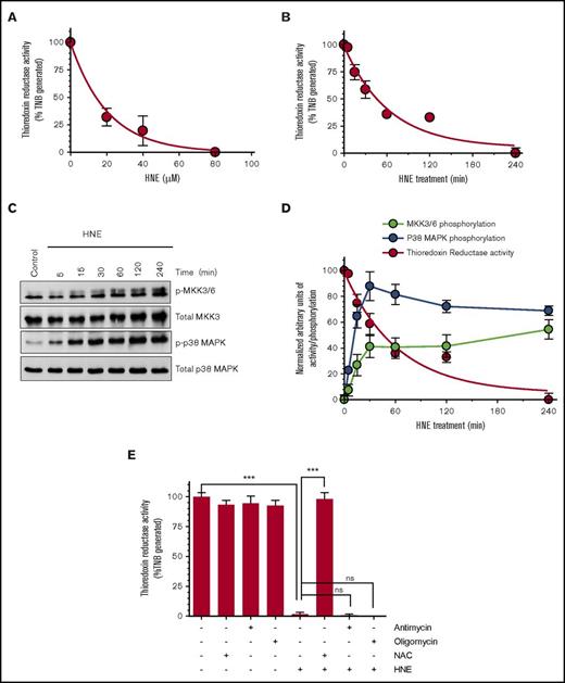 Figure 2. HNE inhibition of TrxR activity inversely correlates with MKK3/6 and p38 MAPK activation. (A-B) THP-1 cells were treated with varying concentrations of HNE for 1 hour (A) or with 20 µM HNE for varying time periods (B). After treatment, cells were washed, resuspended in the assay buffer, and sonicated to lyse cells. Equal amounts of protein were taken to measure TrxR activity using the TrxR activity assay kit. (C) Cell lysates of THP-1 cells treated with 20 µM HNE for varying time periods were probed to analyze the phosphorylation status of MKK3/6 and p38 MAPK by western blot analysis. (D) The phosphorylation status of MKK3/6 and p38 MAPK upon HNE stimulation was quantified and plotted against HNE-induced inhibition of TrxR activity at identical time periods. (E) THP-1 cells were treated with the antioxidant NAC (3 mM) or the electron chain transport inhibitors antimycin (Anti; 10 µM) or oligomycin (Oligo; 5 µM) for 1 hour prior to HNE treatment for 4 hours. TrxR activity was analyzed as described above. ***P < .001. ns, not significant; TNB, 5-thio-2-nitrobenzoic acid.
