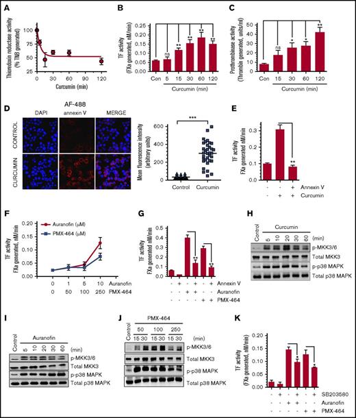 Figure 3. Pharmacological inhibition of TrxR enhances cell surface TF activity in THP-1 cells. (A) THP-1 cells were treated with curcumin (25 µM) for varying time periods, and TrxR activity was measured. (B-C) THP-1 cells were treated with curcumin (25 µM) for varying time periods. Cell surface TF (B) and prothrombinase (C) activity was analyzed. (D) THP-1 cells were treated with curcumin (25 µM) for 2 hours and then fixed with 4% paraformaldehyde. After fixation, cells were washed and stained with AF488-annexin V and analyzed using confocal fluorescence microscopy, and the intensity of fluorescence was quantified. Images were obtained at 63× magnification (oil immersion). (E) THP-1 cells were treated with curcumin (25 µM) for 2 hours. After removing curcumin and washing cells once, cells were incubated with annexin V (400 nM) for 30 minutes to block cell surface PS before measuring TF activity. (F) THP-1 cells were treated with specific inhibitors of TrxR (auranofin or PMX-464) at varying concentrations for 2 hours, and cell surface TF activity was measured. (G) THP-1 cells were treated with 10 µM auranofin or 250 µM PMX-464 for 2 hours. Thereafter, a control vehicle or annexin V (400 nM) was added to cells for 30 minutes before measuring cell surface TF activity. THP-1 cells were treated with 25 µM curcumin (H), 10 µM auranofin (I), or 3 different doses of PMX-464 (50, 100, or 250 µM) (J) for a time period between 0 and 60 minutes, and the activation of MKK3/6 and p38 MAPK was analyzed by western blot analysis. (K) THP-1 cells were pretreated with the p38 MAPK activation inhibitor SB203580 (20 µM) for 1 hour, followed by PMX-464 (250 µM) or auranofin (10 µM) for 2 hours, and then cell surface TF activity was measured. *P < .05; **P < .01; ***P < .001; ns, not significant (compared with the values obtained in their respective controls or as indicated in the figures). DAPI, 4′-6-diamidino-2-phenylindole.
