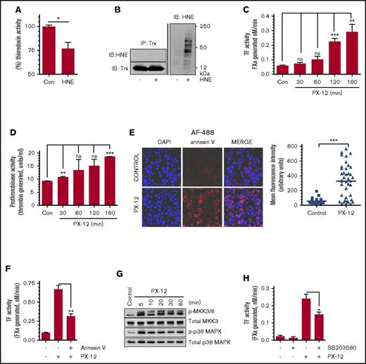 Figure 4. Inhibition of Trx contributes to p38 MAPK activation– and PS-dependent TF decryption. (A) THP-1 cells were treated with 20 µM HNE for 2 hours at 37°C and then washed and lysed in assay buffer. Equal amounts of protein were used to measure Trx activity using a Trx activity assay kit. (B) THP-1 cells were treated with HNE as described above. Cells were lysed, and equal amounts of protein were pulled down using anti-Trx antibody. Immunoprecipitates were probed with either anti-HNE antibody or anti-Trx antibody. Total cell lysates were probed with anti-HNE antibodies (right). (C-D) THP-1 cells were treated with PX-12 (40 µM), a specific inhibitor of Trx, for varying time intervals, and cell surface TF activity (C) and prothrombinase activity (D) were determined. (E) THP-1 cells were treated with PX-12 (40 µM) for 3 hours, fixed, and stained with 4′-6-diamidino-2-phenylindole (DAPI) and AF488-annexin V; the fluorescence intensity of the staining was then quantified. Images were obtained at 63× magnification (oil immersion). (F) THP-1 cells were treated with PX-12 for 3 hours, followed by annexin V (400 nM) for 30 min. Cell surface TF activity was measured with an FX activation assay. (G) THP-1 cells were treated with PX-12 (40 µM) for varying time periods, and the phosphorylation of MKK 3/6 and p38 MAPK were analyzed by western blot analysis. (H) THP-1 cells were pretreated with SB203580 (20 µM) for 1 hour, followed by PX-12 (40 µM) for 3 hours. At the end of PX-12 treatment, cell surface TF activity was measured in an FX activation assay. *P < .05; **P < .01; ***P < .001; ns, not significant (compared with the values obtained in their respective controls or as indicated in the figures). IB, immunoblot; IP, immunoprecipitation.