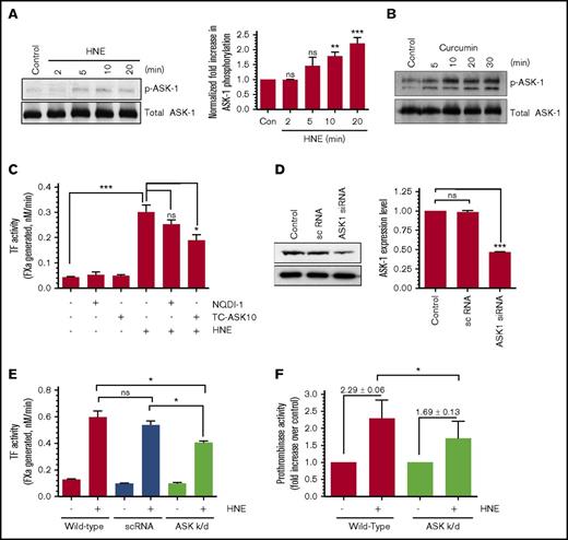 Figure 5. Inhibition of ASK-1 partly attenuates HNE-induced TF activation. (A-B) THP-1 cells were treated with 20 µM HNE (A) or 25 µM curcumin (B) for varying time periods. Phosphorylation of ASK-1 analyzed by western blot analysis using antibodies against phosphorylated ASK-1 (Thr 845). ASK-1 phosphorylation levels in HNE-treated cells were quantified by densitometry of phosphorylated ASK-1 protein band on western blots (A, right). (C) THP-1 cells were pretreated with the ASK-1 inhibitors NQD1 (10 µM) or TC-ASK 10 (12.5 µM) overnight and stimulated with HNE (20 µM) for 4 hours, and cell surface TF activity was measured. (D) ASK-1 levels in untransfected THP-1 cells or THP-1 cells stably transfected with a scrambled (sc) siRNA or ASK-1 siRNA lentivirus. Western blot analysis (left) and quantification of ASK-1 band intensity by densitometry (right). (E) THP-1 cells transfected with a control or ASK-1 siRNA lentivirus were treated with HNE (20 µM) for 4 hours, and cell surface TF activity was measured in an FX activation assay. (F) THP-1 cells (wild-type or transfected with ASK-1 siRNA lentivirus) were treated with HNE (20 µM) for 4 hours, and cell surface prothrombinase activity was measured using a prothrombin activation assay. *P < .05; **P < .01; ***P < .001; ns, not significant (compared with the values obtained in their respective controls or as indicated in the figures). k/d, knocked-down.