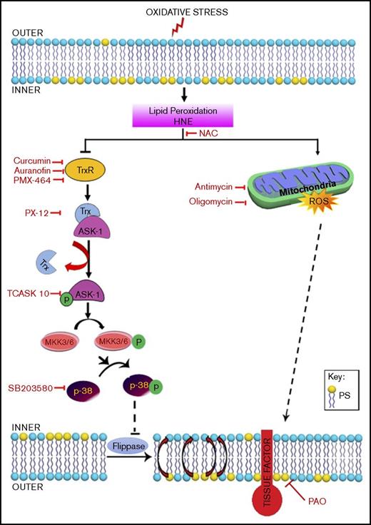 Figure 7. Schematic representation of the proposed signaling mechanisms involved in HNE-induced TF decryption. Oxidative stress causes lipid peroxidation and produces reactive aldehydes, such as HNE. HNE induces ROS generation in mitochondria, and ROS increase PS levels in the outer leaflet. Increased PS levels at the outer leaflet contribute to TF decryption. At present, the mechanism by which ROS increase PS levels is unknown. HNE, in addition to generating ROS, also inactivates the TrxR/Trx system by inhibiting its activity or forming adducts. Inhibition of Trx leads to dissociation of the Trx–ASK-1 complex, leading to ASK-1 activation. ASK-1 activation promotes the activation of MKK3/MKK6 and the upstream activation of p38 MAPK. p38 MAPK activation leads to inhibition of flippase activity and a resultant increase in PS levels at the outer leaflet, which contributes to TF activation. HNE-induced TF decryption can be inhibited using specific inhibitors that target different steps in the HNE-induced signaling pathway.