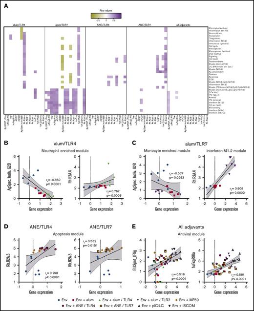 Figure 5. Correlations between innate gene modules and adaptive immune functional characteristics. (A) Expression data from genes that have been assigned to various innate modules were correlated with function characteristics including antibody titer and effector functions, Fc-receptor binding, and T- and NK-cell cytokines. The left 2 panels show correlations derived from the unadjuvanted group, with alum alone and alum/TLR4 or 7. The third and fourth panels show correlations derived from the unadjuvanted group, with MF59 alone and ANE/TLR4 or 7. Correlations that were common to all adjuvant groups are shown in the far-right panel. (B-E) Scatter plots show correlations for each group of vaccines between a representative gene module and either Ag-specific individual G2B glycan, rhesus Fc receptor 2A.4 binding, or 2A.3 binding. (B) Alum/TLR4; (C) alum/TLR7; (D) ANE formulations; (E) all adjuvant groups. For representative scatter plots, the correlation rs and P values are displayed numerically; dashed lines indicate linear regressions; gray shading highlights the 95% confidence interval (CI).