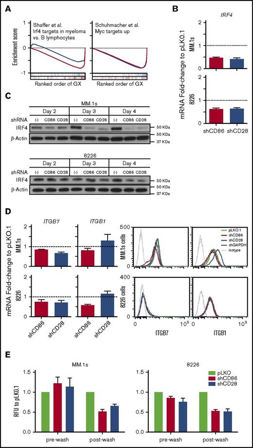 Figure 3. Gene expression changes in CD28- vs CD86-silenced cells are consistent with regulation of both distinct and common pathways, including expression of IRF4. (A) Gene set enrichment analysis showing upregulated (top) and downregulated (bottom) gene sets in shCD28- (blue) and shCD86-treated (red) myeloma cells. For each gene set, the enrichment score is shown above the ranked change in gene expression, where genes that overlap the gene set are denoted by blue and red ticks for shCD28 and shCD86, respectively. (B) qRT-PCR showing IRF4 mRNA levels when CD28 or CD86 was silenced in MM.1s or 8226 cells. (C) Representative western blots showing IRF4 levels with silencing of CD28 or CD86 in cell lines indicated at different time points. (D) Integrin levels were measured via qRT-PCR (ITGB7 and ITGB1; left). Representative histograms showing ITGβ1 and ITGβ7 on day 4 after shRNA treatment (right). For qRT-PCR, all data are normalized to β-actin as an endogenous control and then compared relative to mRNA levels in pLKO.1 empty vector control. RNA was extracted at day 3 postinfection. Data shown are mean ± SEM of at least 3 independent experiments. Histograms showing surface levels of indicated molecules. Gray histograms at left represent unstained or isotype controls. Flow cytometry data shown are from day 4 postinfection with lentiviral vectors. Flow cytometry and western blot data shown are representative of at least 3 independent experiments. (E) Cell adhesion 3 days postinfection with lentivirus containing the indicated shRNA. Myeloma cells stained with calcein AM were cocultured with HS-5 cells for 2 hours. Fluorescence was measured (485/528 emission/excitation) with BioTek Synergy H1 multiwell plate reader, and data are presented as fluorescence relative to pLKO.1 controls (mean ± SEM). Prewash readings were taken to ensure similar numbers of live cells were added to each well. All samples were plated in triplicate. Data are mean of 3 independent experiments. GAPDH, glyceraldehyde-3-phosphate dehydrogenase; GX, gene expression changes; RFU, relative fluorescence unit.