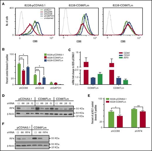 Figure 5. Overexpression of CD86FLm provides a survival advantage against silencing of CD86 and CD28 but not against silencing of IRF4. (A) Representative histograms showing the levels of surface CD86 in 3 different cell lines when either CD28, CD86, or glyceraldehyde-3-phosphate dehydrogenase (GAPDH) are silenced. Thin black histograms at left are unstained pLKO.1-infected controls. (B) Cell death measured at day 4 postinfection via annexin V staining, shown as percentage of pLKO.1-infected controls. (A-B) Data shown are from day 4 postinfection and representative of at least 3 independent experiments. (C) qRT-PCR was performed to determine levels of CD86, CD28, and IRF4 to compare the different cell lines. Data are normalized to β-actin as endogenous control and then compared relative to mRNA levels in pLKO.1 empty vector control. Data shown are mean ± SEM of at least 3 independent experiments. (D) Representative western blots showing levels of IRF4 in cells overexpressing CD86FLm or CD86TLm when either CD86 or CD28 are silenced. Lysates are from day 4 postinfection. (E) Cell death as measured by annexin V staining at day 4 postinfection in 8226-pCDNA3.1 or 8226-CD86FLm cells where CD86 or IRF4 was silenced; shown as percentage of pLKO.1-infected controls. (F) Representative western blots showing levels of IRF4 and β-actin in lysates from experiments in panel E. Data shown are mean ± SEM of at least 3 independent experiments. *P < .05, **P < .01, ***P < .005.