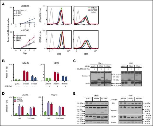 Figure 6. Cell death induced by CD86 blockade is only partially caspase dependent and has similarities to death induced by loss of IRF4. (A) Panels showing cell death represented as percentage of pLKO.1-infected controls over time in RPMI8226 cells overexpressing the indicated Bcl-2 family members (left). Representative histograms showing surface expression of CD28 or CD86 in 8226-pCDNA3.1 controls and 8226–Mcl-1 transfectants (right). (B) Cell death levels measured via percentage of annexin V+ cells at day 4 postinfection. For Q-VD-Oph–treated cells, the caspase inhibitor was added at day 2 postinfection. All data are from day 4 postinfection. (C) Representative western blots showing caspase-3 and poly (ADP-ribose) polymerase (PARP) cleavage with silencing of CD28 or CD86, with or without Q-VD-Oph. (D) Cell death with IRF4 or CD86 silencing was measured via annexin V staining, in the presence or absence of Q-VD-Oph. (E) Representative western blots showing expression of IRF4, caspase 3, and PARP when CD86 or IRF4 are silenced in MM.1s and 8226 cells. Data shown are mean ± SEM or representative of at least 3 independent experiments. *P < .05. UNT, untreated.