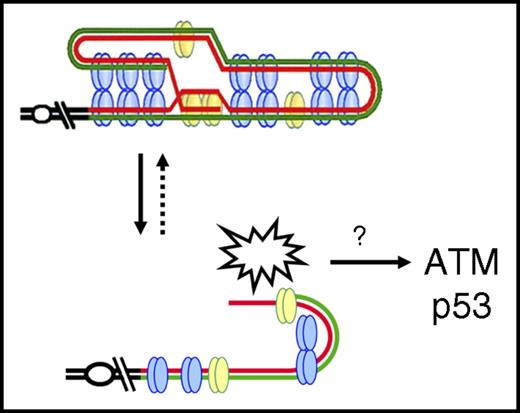 Figure 1. Telomere repeats and the DNA damage response. Telomeres have very specific sequences of repeats along their length, and at least 12 TTAGGG repeats and their associated proteins are required for the telomere to execute its primary function. If there are insufficient repeats, the telomere looks like a double-strand break. Such an “uncapped” telomere will activate a DNA damage response involving the Ataxia-Telangiectasia mutated (ATM) kinase and p53.