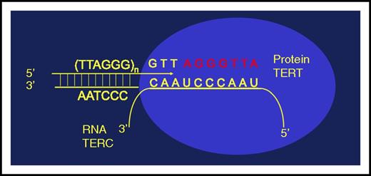 Figure 2. The telomerase enzyme complex. Telomerase contains a polymerase protein called TERT and an RNA template, TERC, which encodes the G-rich repeats. Chromosomes always end with a single-stranded 3′ DNA overhang believed to invade into telomere duplex DNA if sufficient repeats are available.