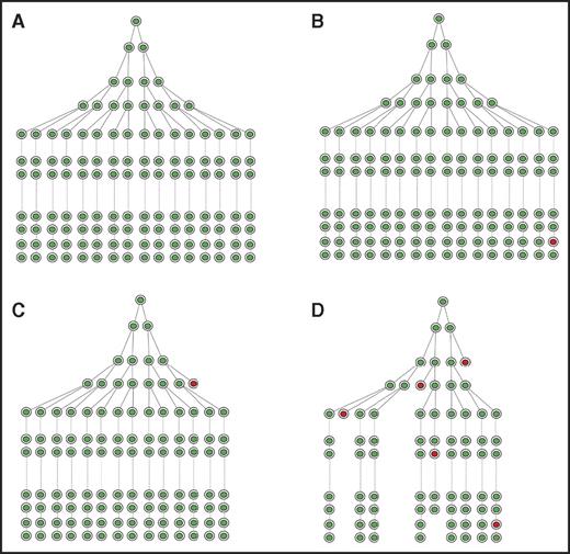 Figure 4. Normal telomerase levels are needed to maintain telomeres and prevent bone marrow failure. Each stem cell division results in loss of telomere repeats explaining why the average telomere length in various cell types including granulocytes and lymphocytes declines with age (Figure 3). (A) Illustrative representation of the hematopoietic stem cell hierarchy. (B-C) In normal individuals, an occasional stem cell drops out of the stem cell pool (B, red circle) when too many short telomeres relative to the limited repair capacity provided by telomerase accumulate. In patients with reduced telomerase levels, for example, as a result of mutations in telomerase genes, stem cells start dropping out during development (C), putting a strain on remaining stem cells, which have to undergo more divisions to make up the pool (hence, shorter telomeres) as illustrated in panel D. The net result of this negative feed-forward loop is (1) very short telomeres in patients with telomerase deficiency and (2) eventual loss of stem cells resulting in bone marrow failure.