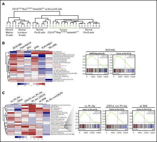 Figure 6. Pre-B-ALL arising in CD19Cre/+ KrasG12D/+ Ink4a/ArfL/+ mice most closely resembles human BCR-ABL B-ALL. (A) Unsupervised hierarchical clustering of gene expression microarray profiles of B-ALL cells from CD19Cre/+KrasG12D/+Ink4a/ArfL/+ mice and purified populations of normal mouse B cells at different stages of differentiation. (B) GSEA summary in indicated human B-ALL subtypes, each compared with all other samples. Color scale represents –log10 FDR from GSEA; positive sign reflects correlation to indicated subtype, negative to all other samples (left). Mountain plots illustrating upregulation of KRAS and our murine tumor signature in human B-ALL cells harboring BCR-ABL translocation (right). (C) GSEA summary in indicated human B-ALL subtypes with RAS mutations as indicated compared with samples with WT RAS. Samples from all RAS mutations combined (all_Ras), excluding patients classified as Ph-like (no_Phlike), only patients harboring CRFL2 rearrangements with (Ph_like_CRLF2) or without Ph-like signature (CRLF2_non_Ph_like), or only patients classified as Ph-like without CRFL2 rearrangements (Ph_like_nonCRLF2). Color scale represents –log10 FDR from GSEA; positive sign reflects correlation to samples with the indicated RAS mutations, negative to those with WT RAS (left). Mountain plots illustrating upregulation of murine tumor signature in human B-ALL cells within indicated group with KRAS mutations (right).