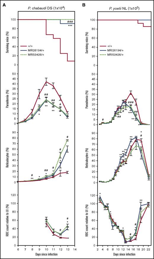 Figure 3. The MRI26194 and MRI53426 Sptb-mutant lines are resistant to P chabaudi adami DS and P yoelii NL infection. Mice were infected with either P chabaudi (1 × 104 parasites; 7-12 mice per group) (A) or P yoelii (1 × 105 parasites; 8-15 mice per group) (B). Cohorts were analyzed for survival, percentage infected blood cells (parasitemia), percentage of reticulocytes, and RBC count (as a percentage of RBC count in uninfected mice). Mean and standard error of the mean are indicated. The log-rank (Mantel-Cox) test was used to calculate P values for survival; Mann-Whitney U test was used otherwise. *P < .05, **P < .01, ***P < .001 between SptbMRI26194/+ and WT. #P < .05, ##P < .01, ###P < .001 between SptbMRI53426/+ and WT.