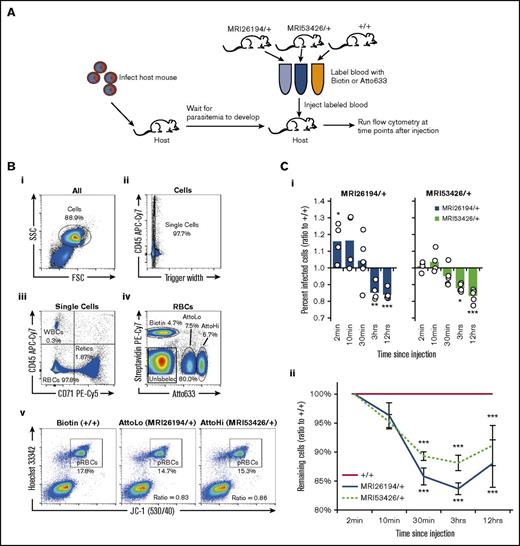Figure 4. An IVET assay indicates normal invasion but increased clearance of Sptb-mutant erythrocytes. (A) Host mice were infected with 1 × 104 P chabaudi parasites. At day 9 to 10 of infection, at the peak of schizogony, labeled blood from the 2 mutant lines and WT (+/+) mice was transfused into host mice (n = 5). Labels were switched to account for any dye effects. (B) Representative flow cytometry plots from a host blood sample are shown. Gating of whole cells (Bi), single cells (Bii), mature RBCs (Biii), and the 3 labeled cell populations (Biv) was performed, with other populations removed from analysis. The percentage of infected cells in each population was determined by JC-1/HO dual positive staining (Bv). The percentage of infected cells (ratio to +/+) was determined by dividing the percentage of infected cells (labeled mutant) by percentage of infected cells (labeled WT) in each host animal (in the example plot, for MRI26194/+, the ratio is 14.7/17.8 = 0.83) (Ci). Remaining cells (ratio to +/+) were determined by dividing the percentage remaining of all labeled mutant cells (compared with 2-minute time point) by the proportion remaining of all labeled donor WT cells in each host animal (Cii). A 1-sample t test was used between the sample values and the hypothetical value of 1 to test for ratio significance. *P < .05, **P < .01, ***P < .001. pRBC, parasitized RBC; WBC, white blood cell.
