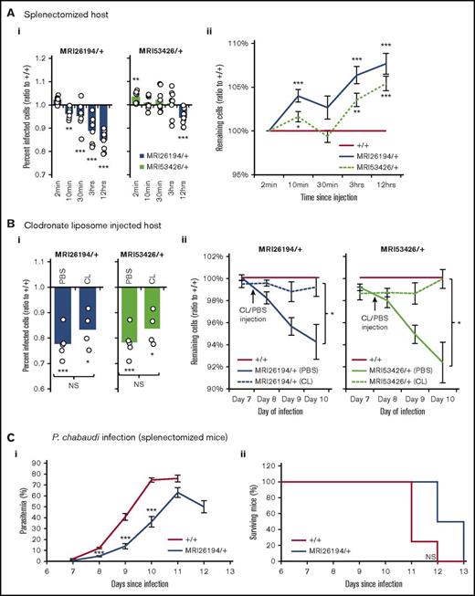 Figure 5. Splenectomy or CL treatment prevents clearance of Sptb-mutant erythrocytes. IVET assay results (as described in Figure 4) in splenectomized host animals (8 mice) (A), and host mice injected with phosphate-buffered saline (PBS; n = 4) or CL (n = 4) (B). Percentage of infected cells (ratio to +/+) (Ai) and remaining cells (ratio to +/+) (Aii) in splenectomized mice. Percentage of infected cells (ratio to +/+) on day 10 of infection in PBS- and CL-injected host mice (Bi), and remaining cells (ratio to +/+) after PBS/CL injection (Bii). Parasitemia (Ci) and survival (Cii) of splenectomized WT and SptbMRI26194/+ mice infected with 1 × 104 P chabaudi parasites (7-8 mice per group). Mean and standard error of the mean are indicated. The 1-sample t test was used to calculate P values for ratios; Mann-Whitney U test was used otherwise. *P < .05, **P < .01, ***P < .001.